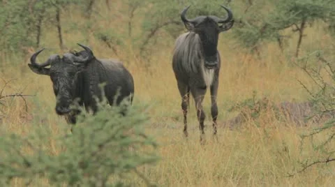 Wildebeest grazing Video stock 11142366