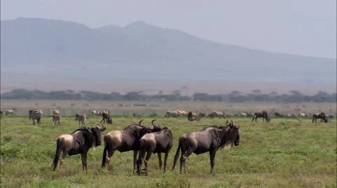 Wildebeest grazing Video stock 55024551