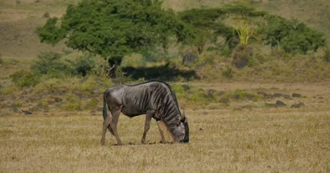 Wildebeest grazing Stock Footage 60604067