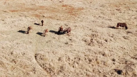 Wildebeest Grazing On Grassland Video stock 203971497