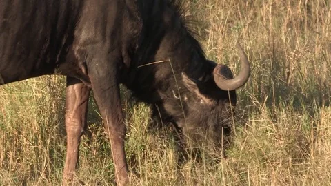 Wildebeest grazing on grassy plain Stock Footage 84740853