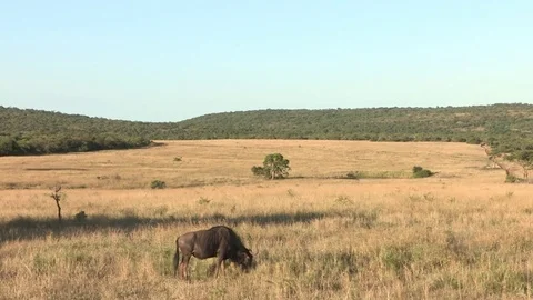 Wildebeest grazing on grassy plain Stock-Footage 84740936