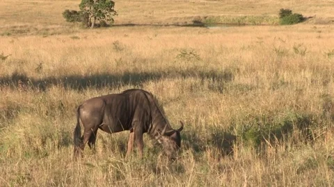 Wildebeest grazing on grassy plain Stock-Footage 84741307