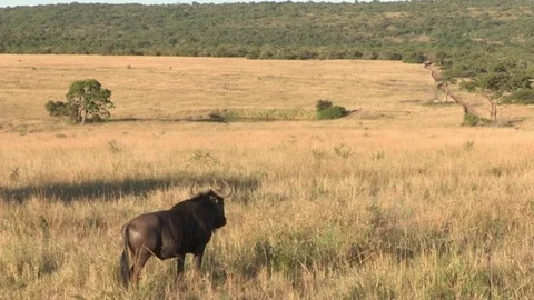 Wildebeest grazing on grassy plain Video stock 84742212