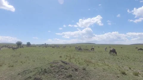 Wildebeest grazing in a large herd in the forest Stock Footage 223297207