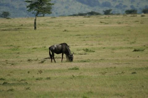 A wildebeest grazing Foto stock