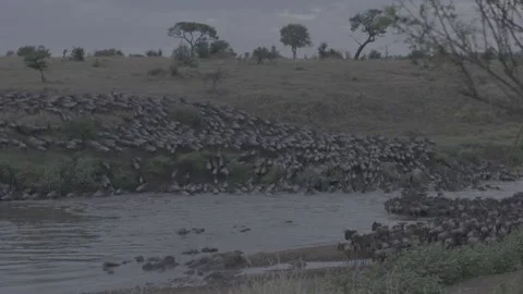 Wildebeest great migration across river Stock Footage 131245567