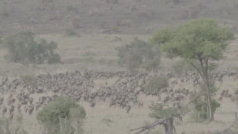 Wildebeest great migration walking away from camera Stock Footage 131245562