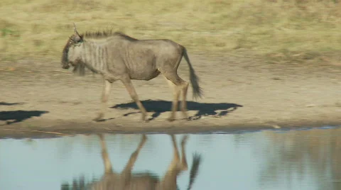 Wildebeest Grooming 库存影片 483826