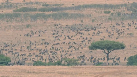 Wildebeest group preparing for migration in Maasai Mara triangle Stock Footage 98845113