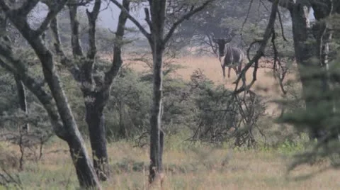 Wildebeest grunting Video stock 11140671
