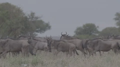 Wildebeest heard running past camera Stock Footage 131245452
