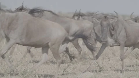 Wildebeest herd closeup running Stock Footage 131245610