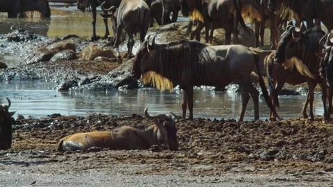 Wildebeest herd crossing a river during migration in Serengeti national park Stock Footage 88209399