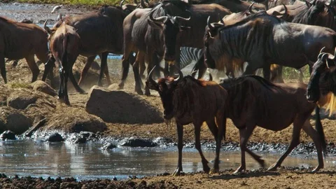 Wildebeest herd crossing a river during migration in Serengeti national park Stock Footage 88210916