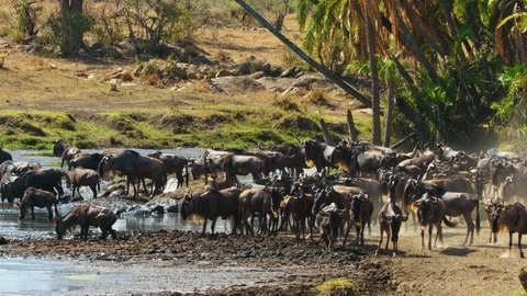 Wildebeest herd crossing a river during migration in Serengeti national park Stock Footage 88212126