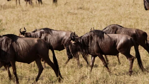 Wildebeest herd in endless desert of Kenya. Stock Footage 229401360