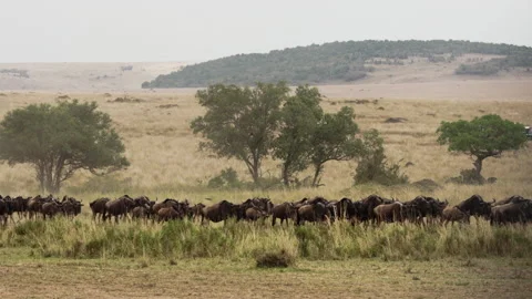 Wildebeest herd in endless desert of Kenya. Stock Footage 229401447