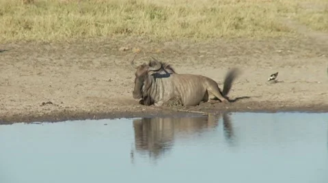 Wildebeest Herd 库存影片 8777494