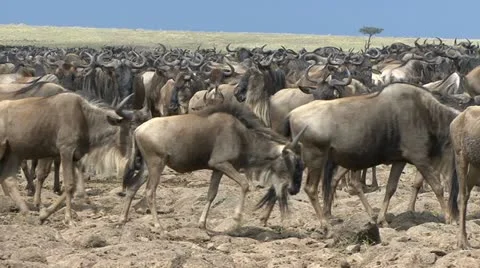 WILDEBEEST HERD Video stock 21974172