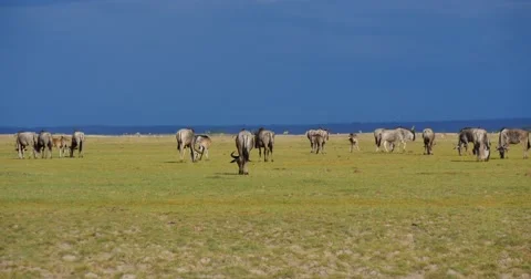 Wildebeest Herd Stock Footage 60604181