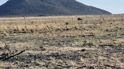 Wildebeest Herd Grazing and Moving Across Open African Savanna Stock Footage 345664417