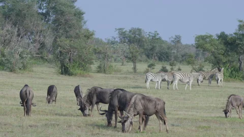 Wildebeest Herd Grazing in Foreground Zebra Family in Background Slow Motion Stock Footage 277581428