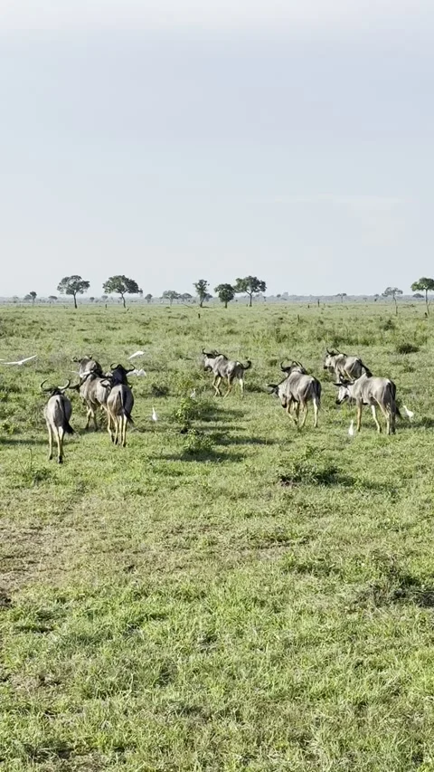Wildebeest Herd Grazing with White Herons – Mikumi Savanna Landscape Stock Footage 332920606