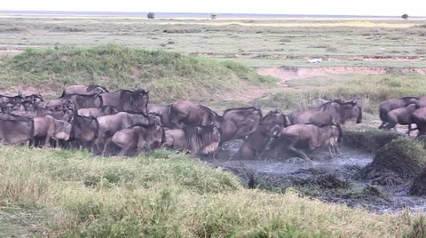Wildebeest Herd Jumps Muddy River - Slow Motion Stock Footage 65421889