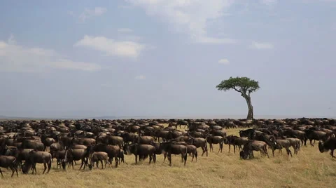 Wildebeest Herd Masses on Kenyan Plain Stock Footage 31504233