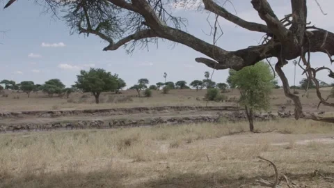 Wildebeest herd migrating Vídeos de archivo 168324393