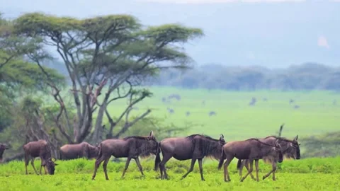 Wildebeest Herd Migration Stock Footage 323141353