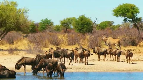Wildebeest Herd Migration Stock Footage 323143342