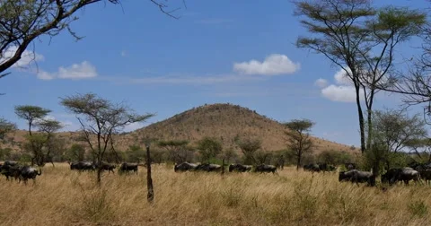 Wildebeest herd moving Video stock 60603976