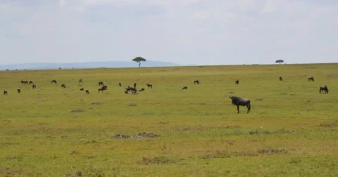 Wildebeest Herd Pan Stock Footage 60604108