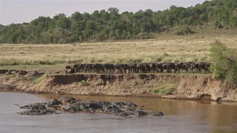 Wildebeest Herd at River Great Migration Africa Stock Footage 316982947