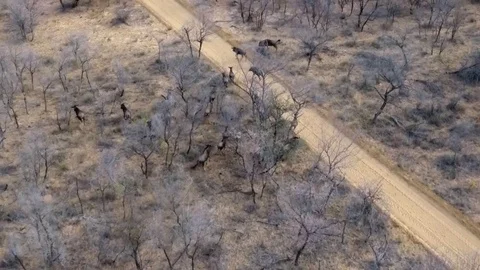 Wildebeest herd running ariel view Stock Footage 69770245