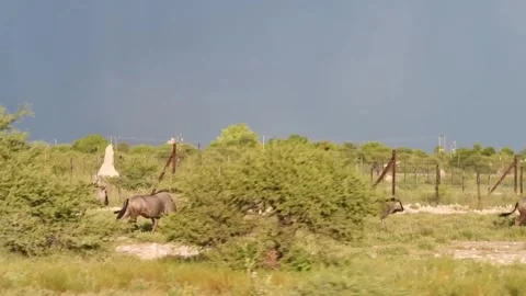 Wildebeest herd running L→R with side tracking from moving vehicle Stock Footage 320809085