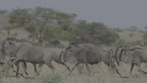 Wildebeest herd running through grass Stock Footage 131245720
