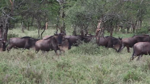 Wildebeest Herd Runs Through Trees on the Serengeti - Slow Motion Stock Footage 65421891