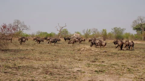 Wildebeest Herd Walking And Standing On The Safari Video stock 236511082