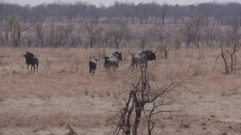 Wildebeest herd walking away Vídeos de archivo 168324332
