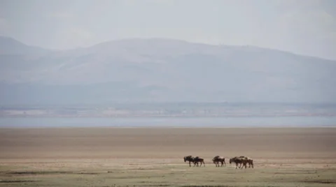 Wildebeest herd walking Stock Footage 38733598