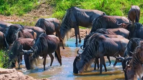 Wildebeest Herd at Water Stock Footage 323139994