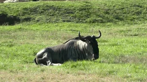 Wildebeest II 스톡 동영상 20508513
