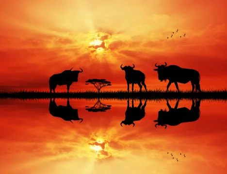 Wildebeest Illustrazione stock