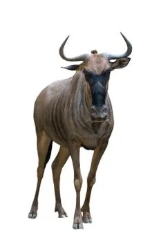 Wildebeest isolated on white background Foto stock
