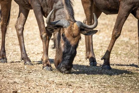 Wildebeest in its enclosure in a zoo Stock Photos