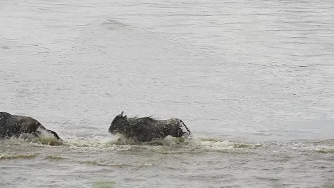 Wildebeest jumping into the Mara river during the great migration. Stock Footage 331297195
