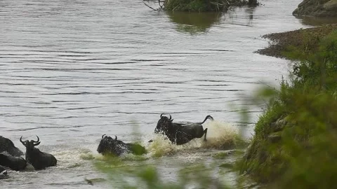 Wildebeest jumping into the Mara river during the great migration. Stock Footage 331297196